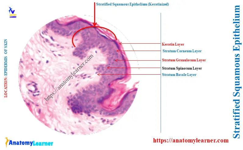 Stratified Squamous Epithelium In Skin (Keratinized)