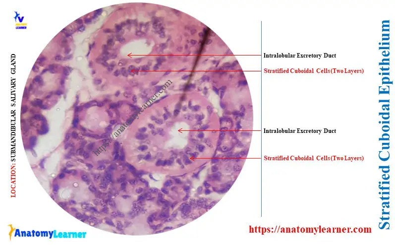 What Does Stratified Cuboidal Epithelium Look Like
