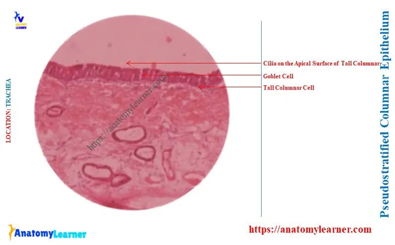 What are the Characteristics of Pseudostratified Columnar Epithelium
