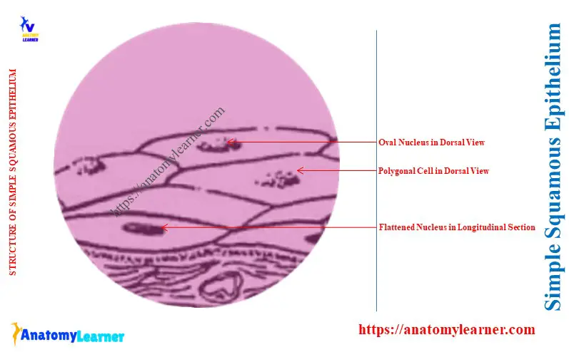 What is Simple Squamous Epithelium