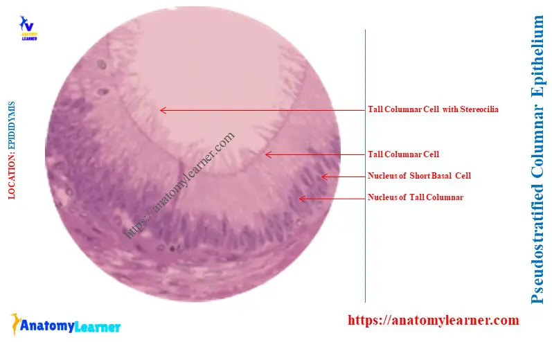 What is an Example of a Pseudostratified Epithelium
