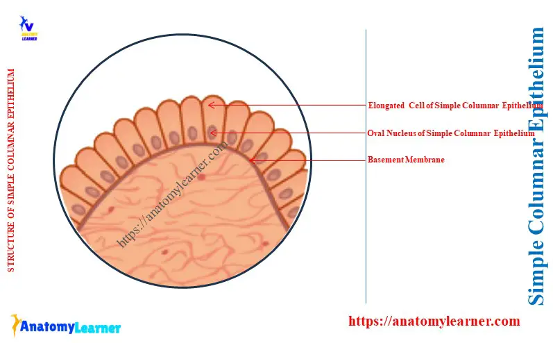 What is the Shape of Simple Columnar Epithelium