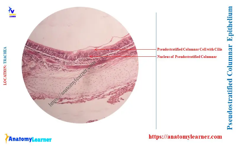 Where is Pseudostratified Columnar Epithelium Found