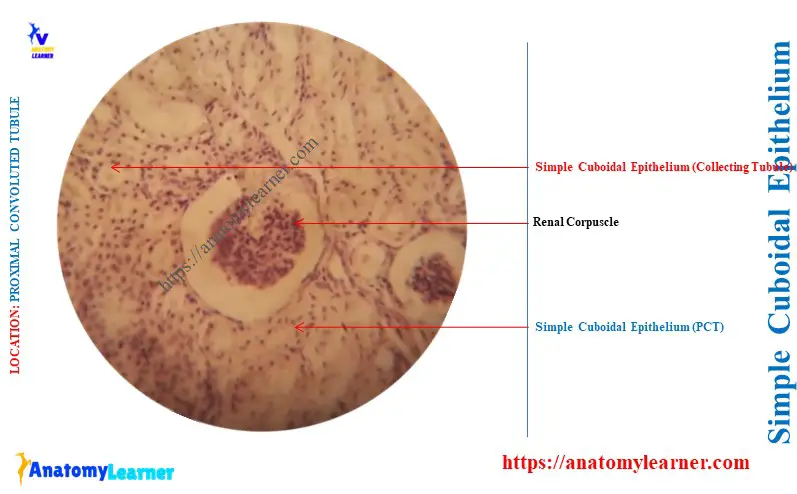 Where is Simple Cuboidal Epithelium Found