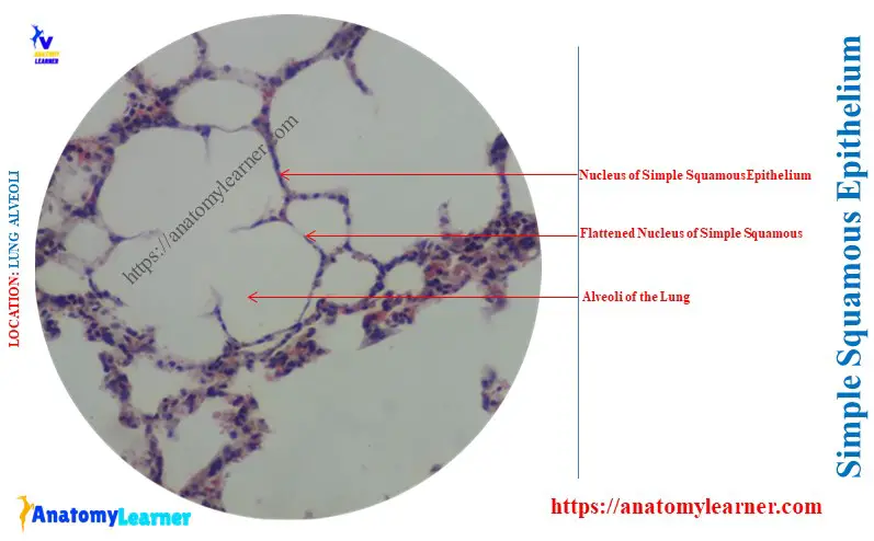 Where is Simple Squamous Epithelium Found