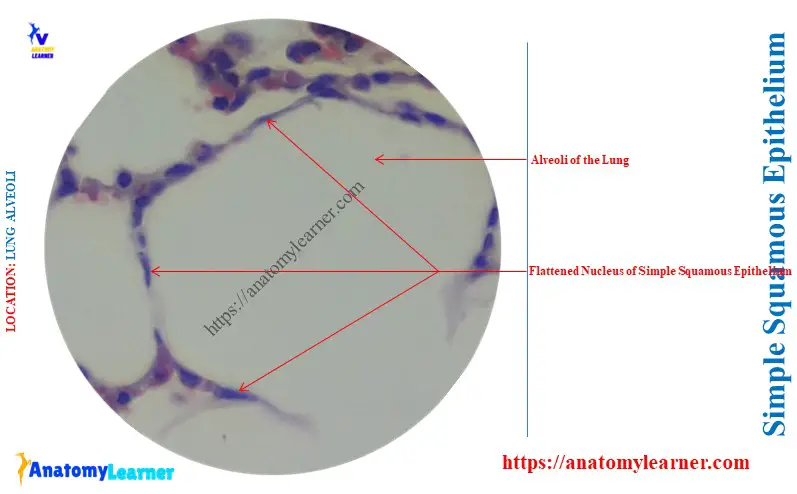 Where is Simple Squamous Epithelium Found in the Respiratory System