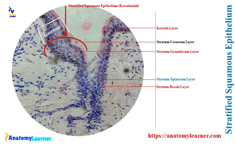 Where is Stratified Squamous Epithelium Found in the Body