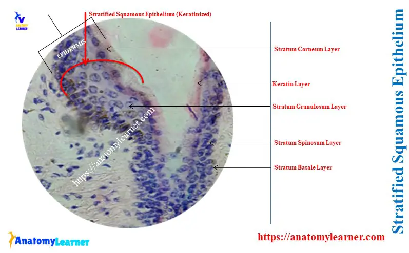 Where is Stratified Squamous Epithelium Found