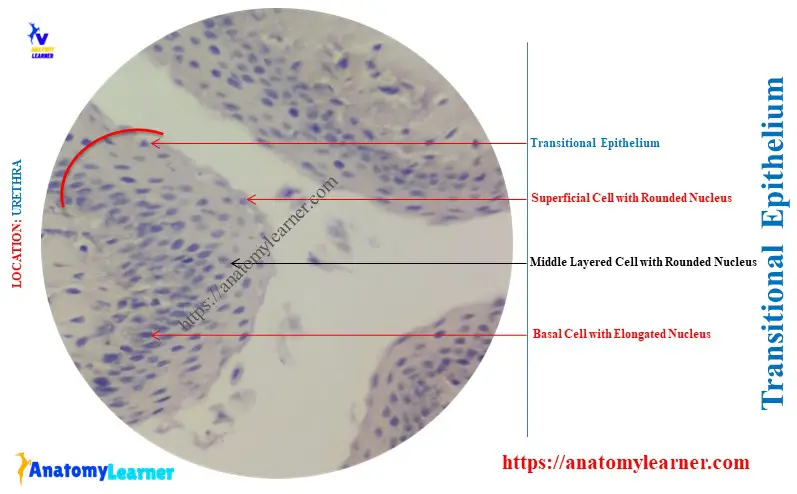 Where is Transitional Epithelium Found in the Body