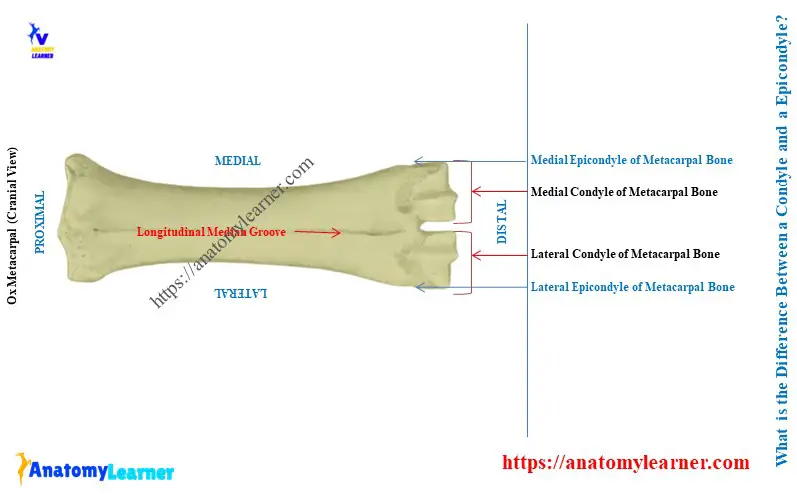 Difference Between a Condyle and an Epicondyle