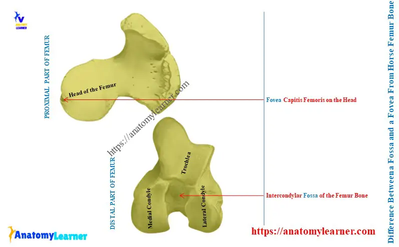Difference Between a Fossa and a Fovea From Horse Femur Bone