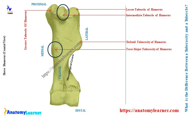 Difference Between a Tuberosity and Tubercle in Horse Humerus Bone  