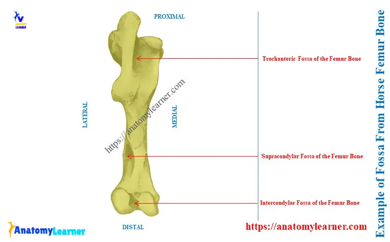 Example of Fossa From Horse Femur Bone