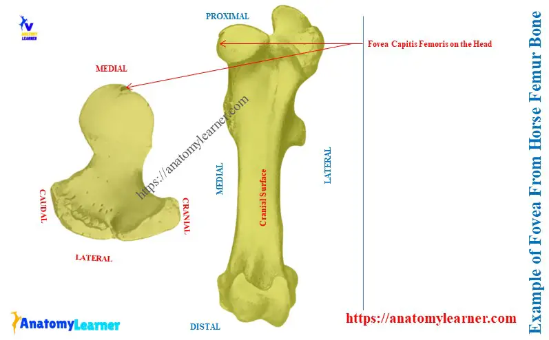 Example of Fovea From Horse Femur Bone
