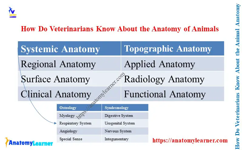 How Do Veterinarians Know About the Animal Anatomy
