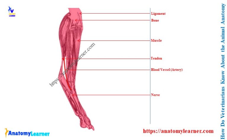 Veterinarian visual data 2