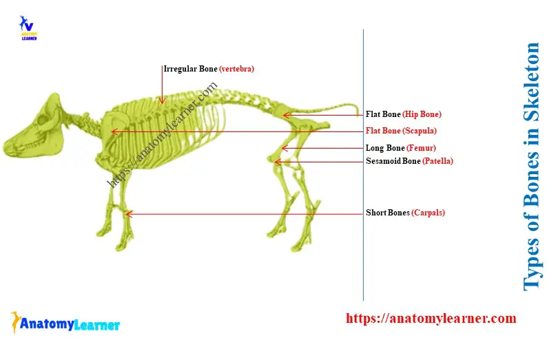 Identification of Different Types of Bones in the Animal Skeleton