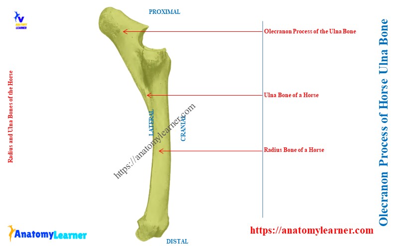 Olecranon Process of Horse Ulna Bone 
