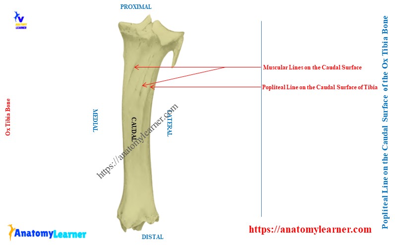 Popliteal Line on the Caudal Surface of the Ox Tibia Bone