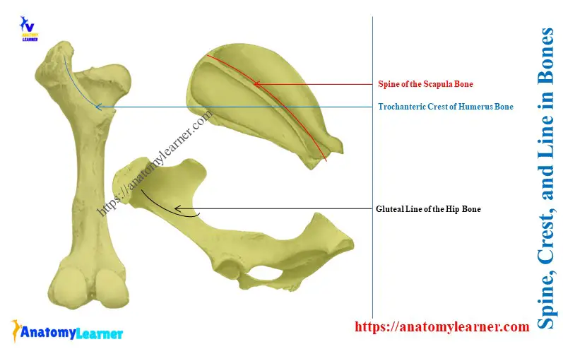 Spine, Crest, and Line in Bones 
