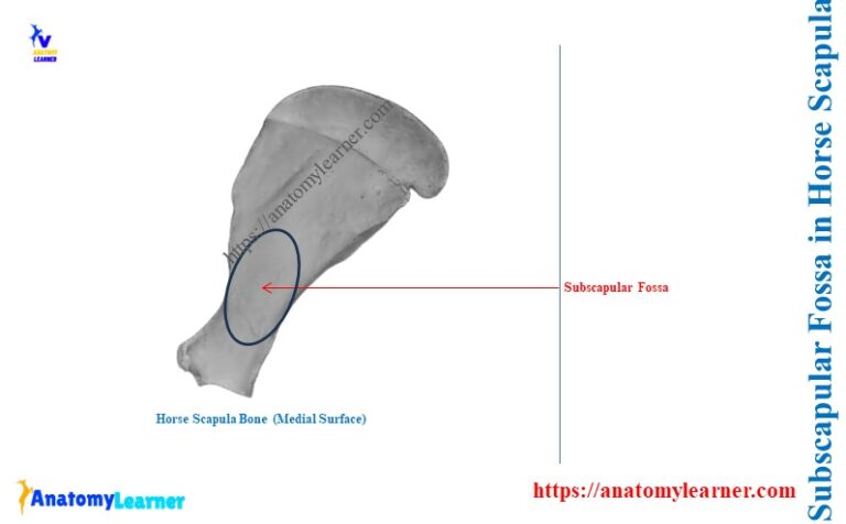 What is the Difference Between a Fossa and a Groove? » AnatomyLearner ...