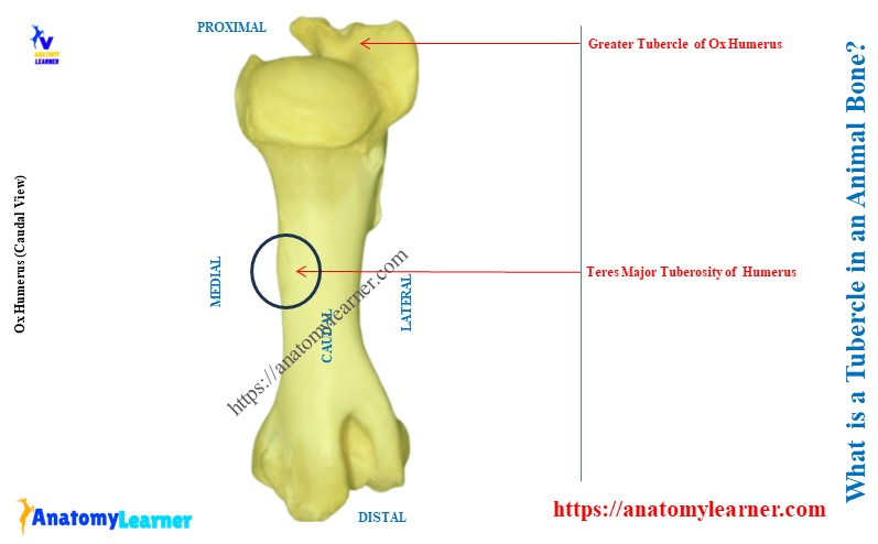 What is a Tubercle in an Animal Bone