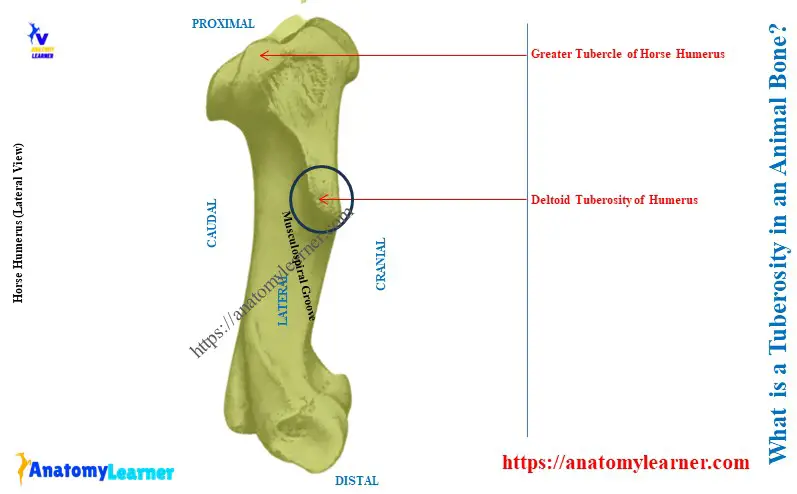 What is a Tuberosity in an Animal Bone