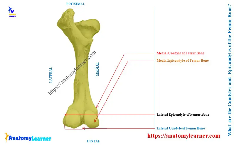 What is the Condyle of the Femur and Epicondyle