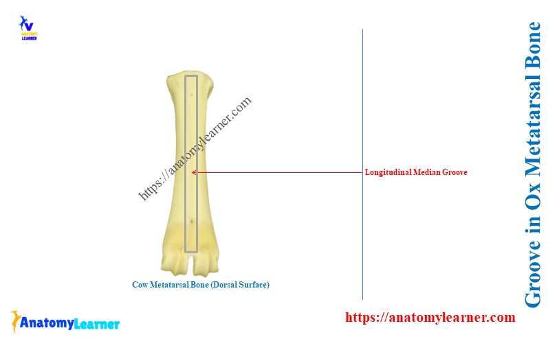 What is the Groove in Ox Metatarsal Bone