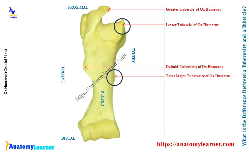 What is the Difference Between a Tuberosity and a Tubercle