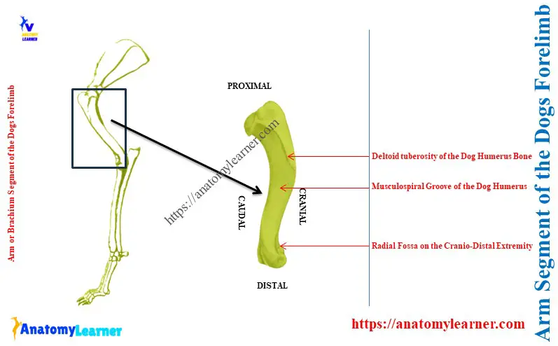 Arm Segment of the Dogs Forelimb