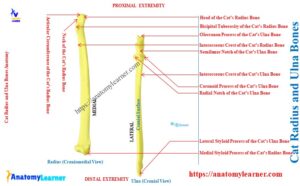Cat Radius and Ulna Bones » AnatomyLearner >> Veterinary Anatomy Study ...