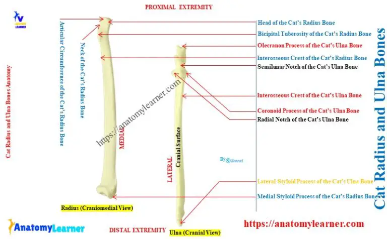 Cat Radius and Ulna Bones » AnatomyLearner >> Veterinary Anatomy ...