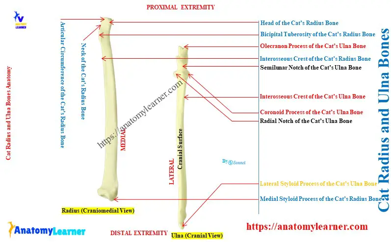 Cat Radius and Ulna Bones Anatomy