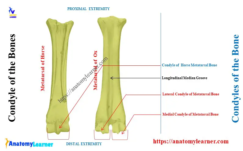 Condyles of the Metatarsal Bone
