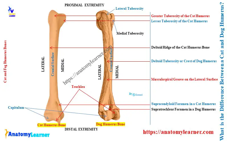 Difference Between a Cat and a Dog Humerus