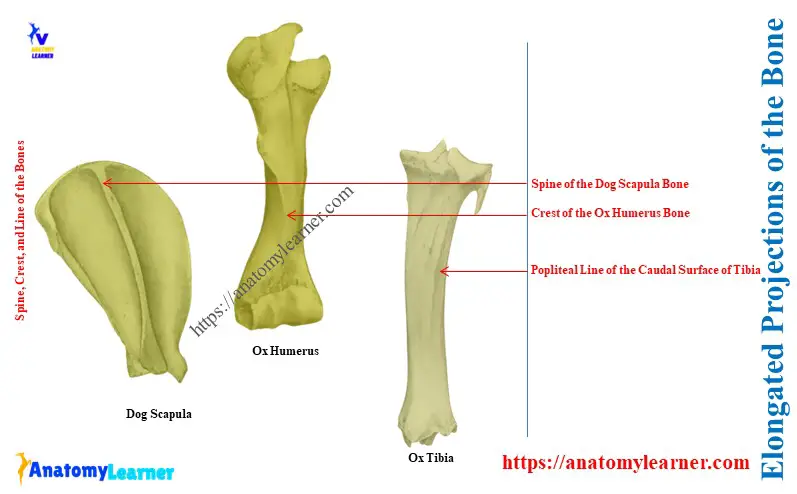 Elongated Projections of the Bone