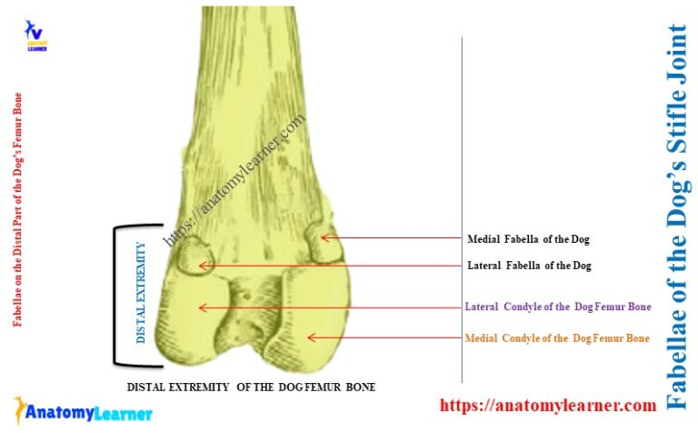 Where is the Fabella on a Dog? » AnatomyLearner >> Veterinary Anatomy ...