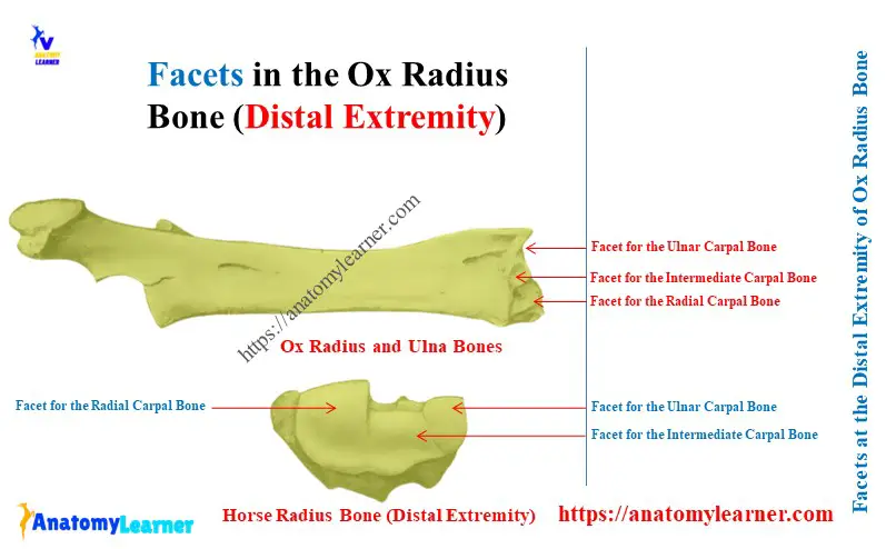 Facets at the Distal Extremity of Ox Radius Bone