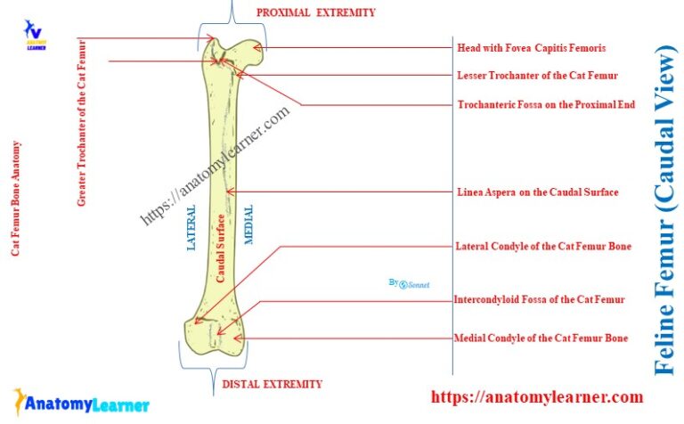 Cat Femur Bone » AnatomyLearner >> Veterinary Anatomy Learning Platform