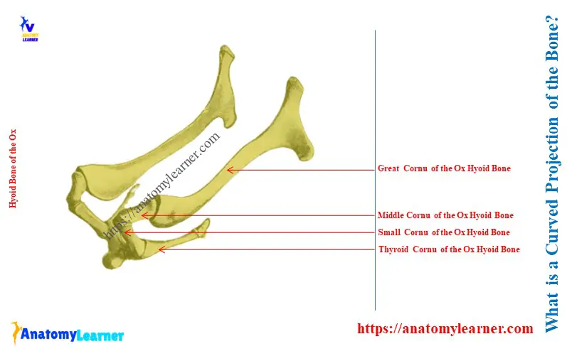 Hyoid Bone of the Ox