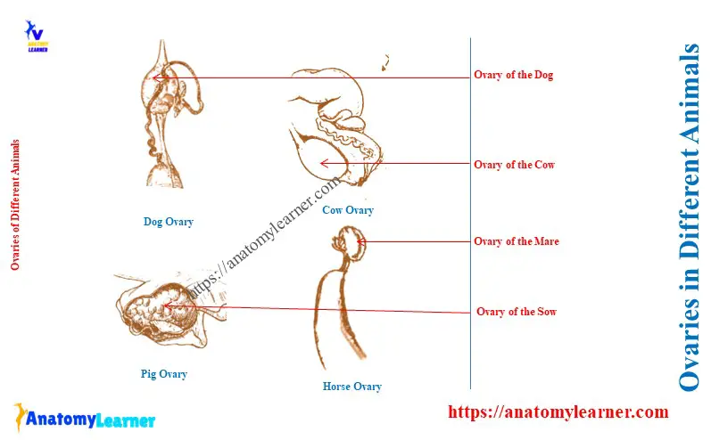 Ovaries in Different Animals
