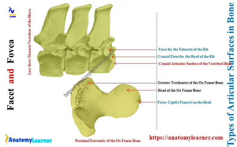 Types of Articular Surfaces in Bone