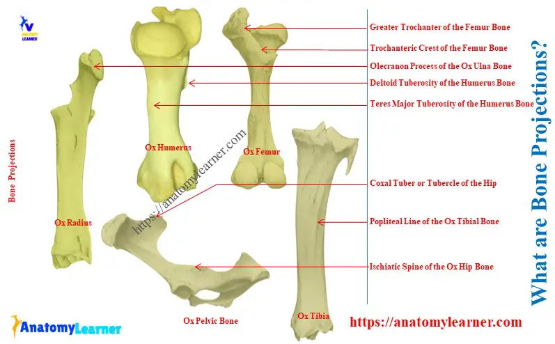 What are Bone Projections