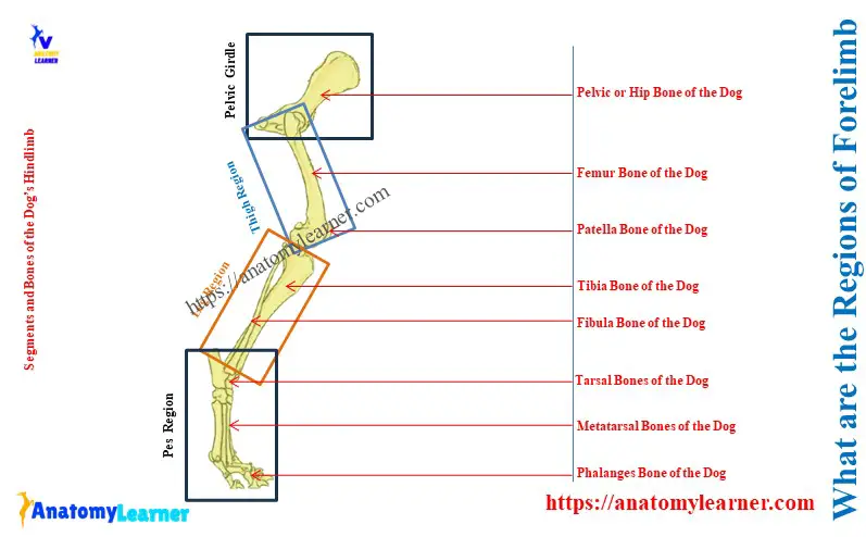 What are the Regions of the Forelimb of a Dog