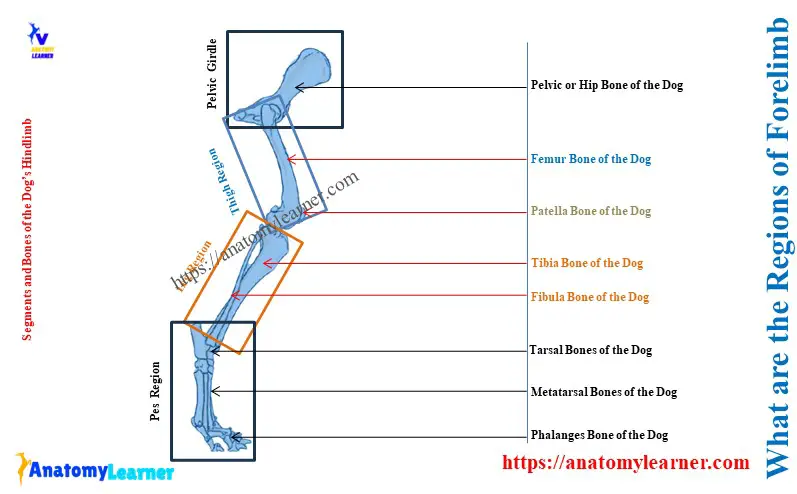 What are the Regions of the Forelimb