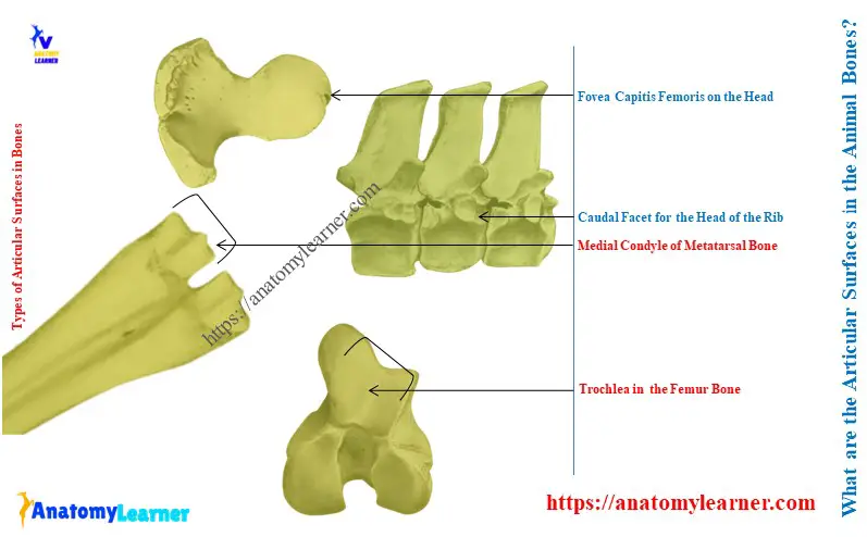 What are the Types of Articular Surfaces in the Animal Bone