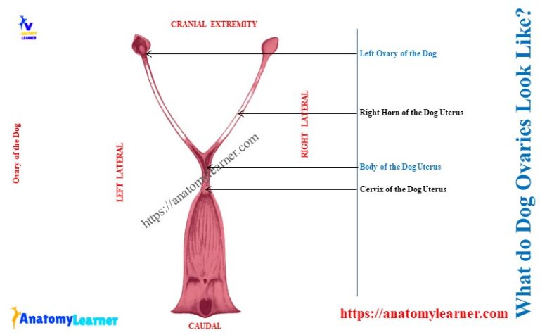 How Big are Dog Ovaries? » AnatomyLearner >> Veterinary Anatomy Study ...