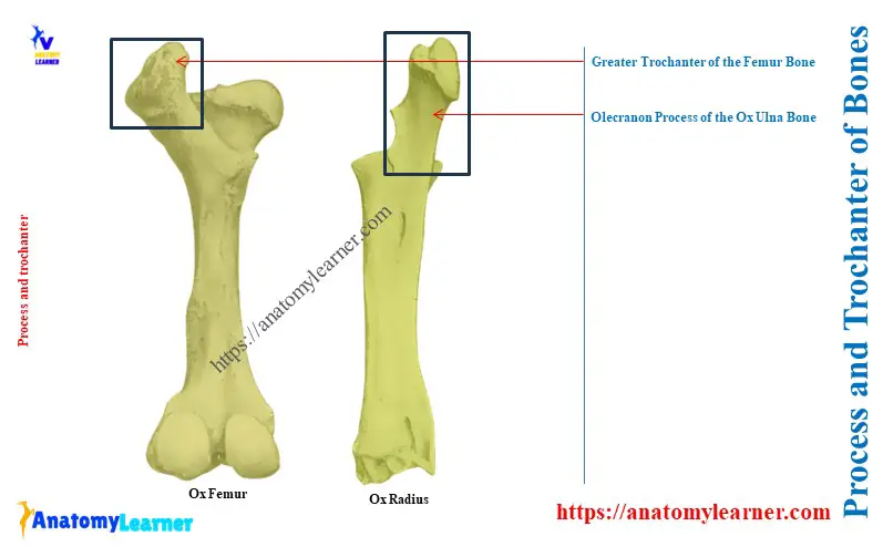 What is a Large Projection on a Bone Called