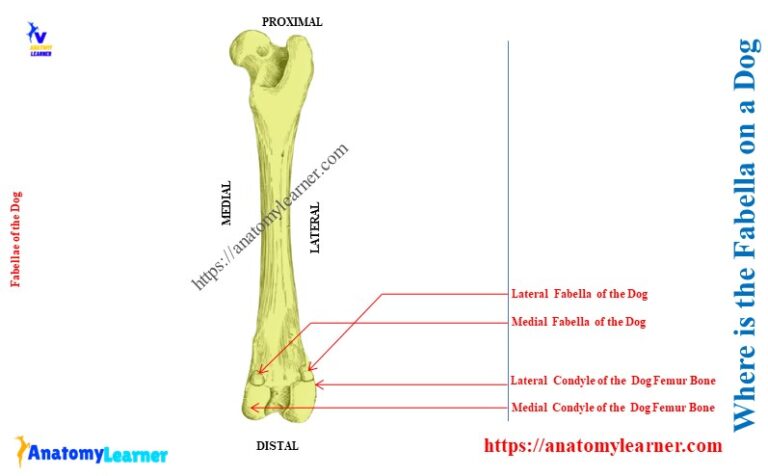 Where is the Fabella on a Dog? » AnatomyLearner >> Veterinary Anatomy ...